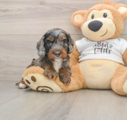 8 week old Cockapoo Puppy For Sale - Florida Fur Babies