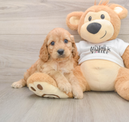 5 week old Cockapoo Puppy For Sale - Florida Fur Babies