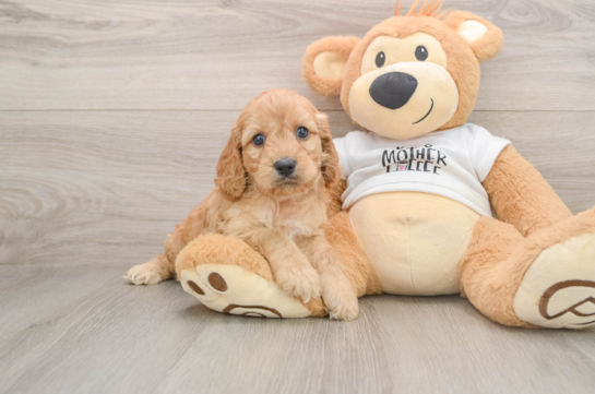 SANTINO, a Cockapoo littermate