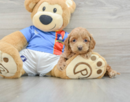 7 week old Cockapoo Puppy For Sale - Florida Fur Babies