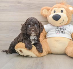 8 week old Cockapoo Puppy For Sale - Florida Fur Babies