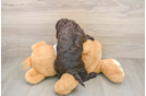 Popular Cockapoo Poodle Mix Pup