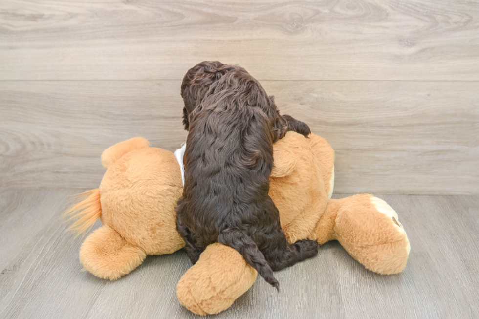 Popular Cockapoo Poodle Mix Pup