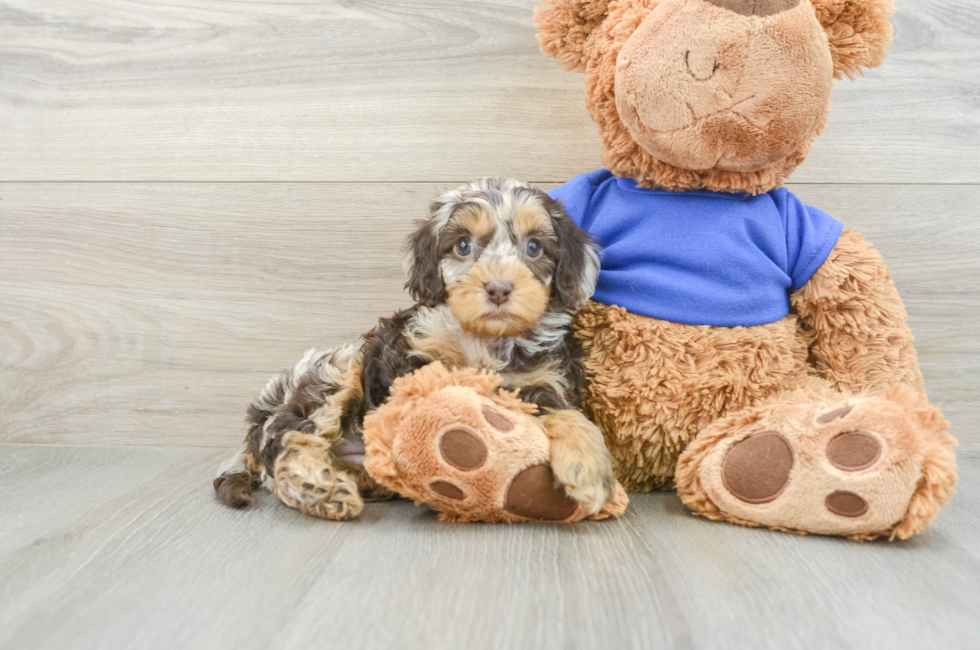 5 week old Cockapoo Puppy For Sale - Florida Fur Babies