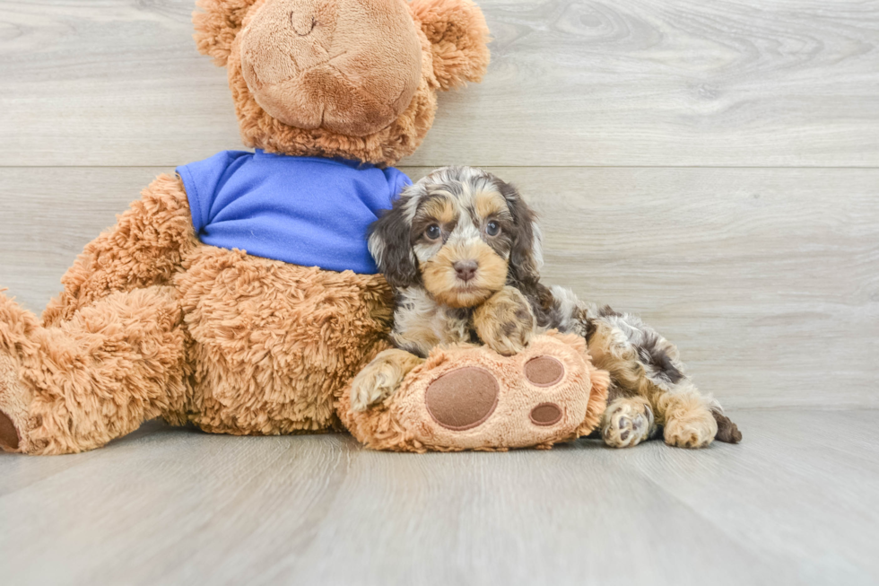 Cockapoo Puppy for Adoption