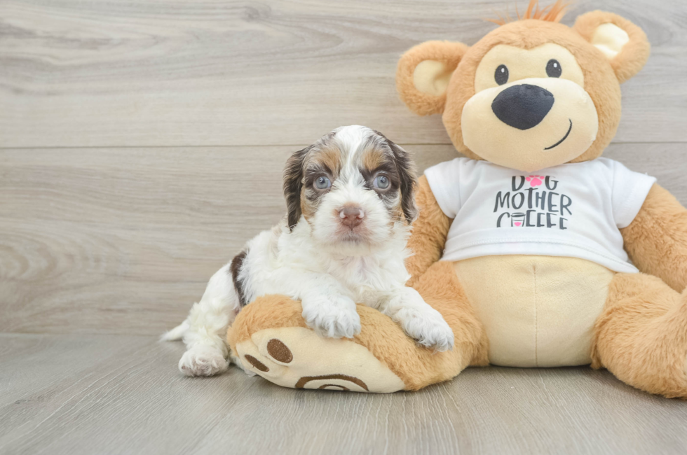 5 week old Cockapoo Puppy For Sale - Florida Fur Babies
