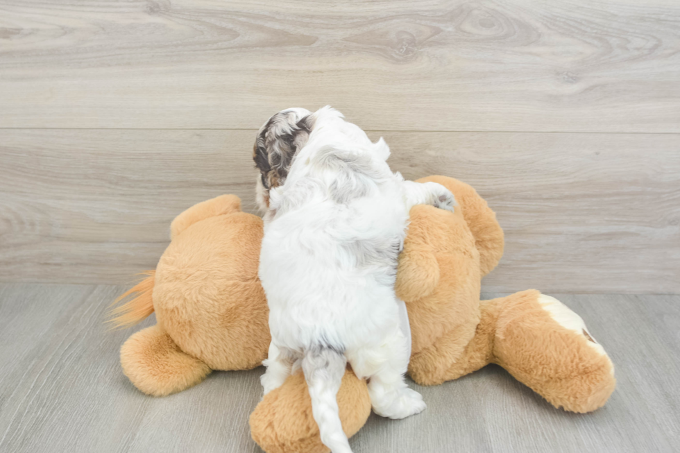 Cockapoo Pup Being Cute