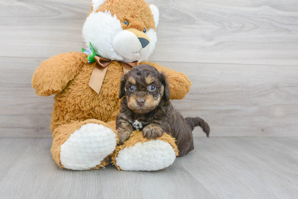 Meet Sephora - our Cockapoo Puppy Photo 1/3 - Florida Fur Babies