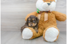 Meet Sephora - our Cockapoo Puppy Photo 2/3 - Florida Fur Babies