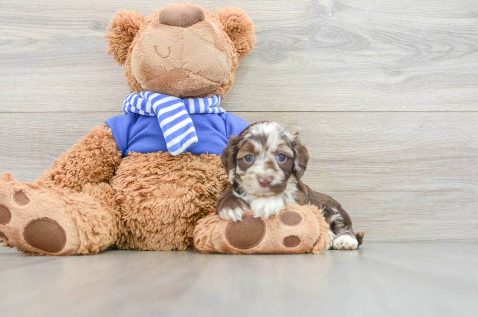 5 week old Cockapoo Puppy For Sale - Florida Fur Babies