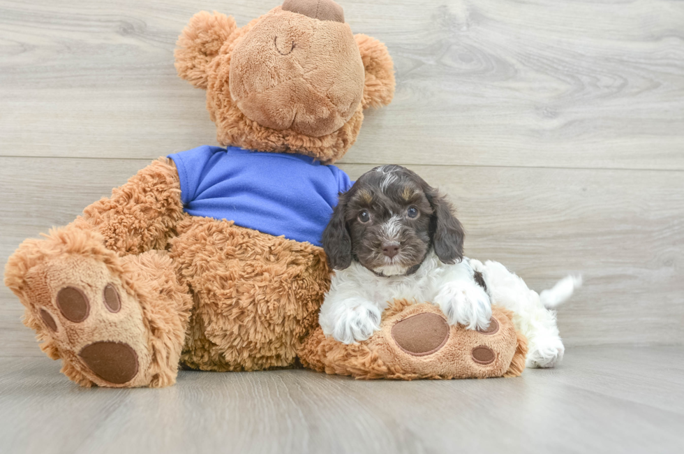 5 week old Cockapoo Puppy For Sale - Florida Fur Babies