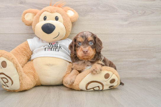 SEQUOIA, a Cockapoo littermate