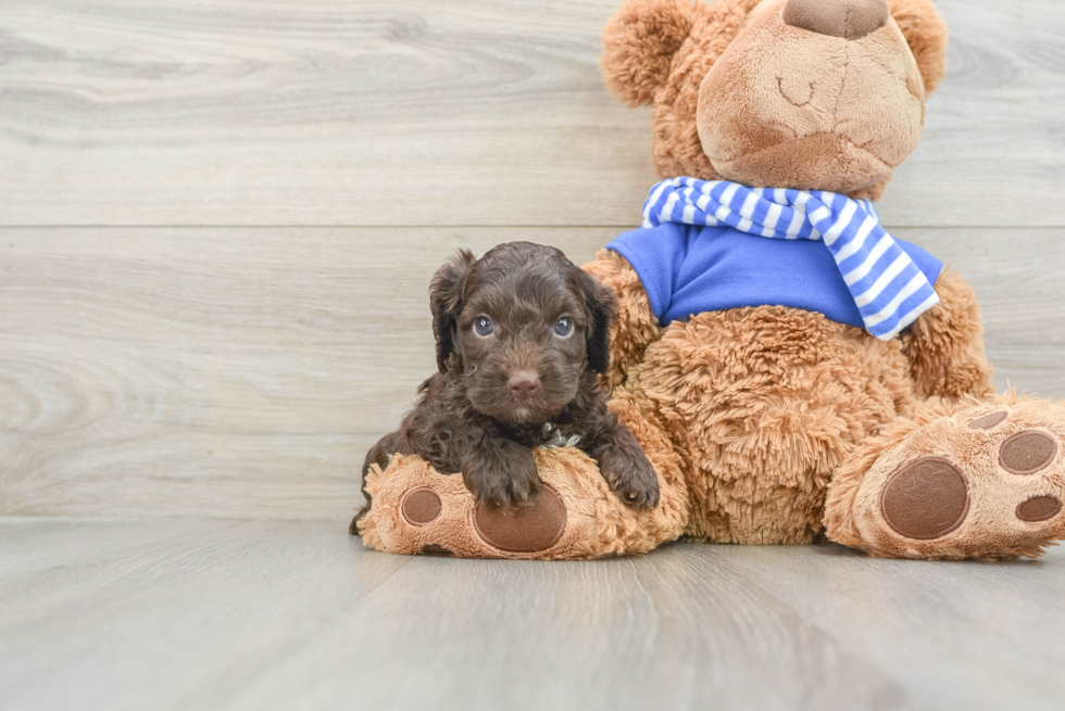 Cockapoo Puppy for Adoption