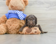 7 week old Cockapoo Puppy For Sale - Florida Fur Babies