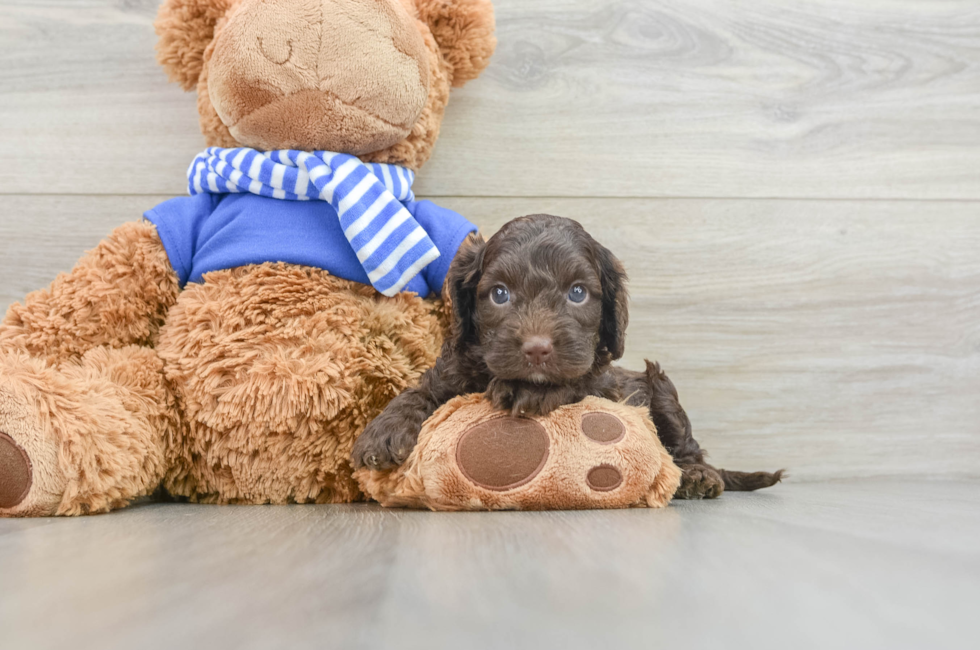 5 week old Cockapoo Puppy For Sale - Florida Fur Babies