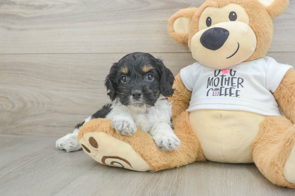 5 week old Cockapoo Puppy For Sale - Florida Fur Babies