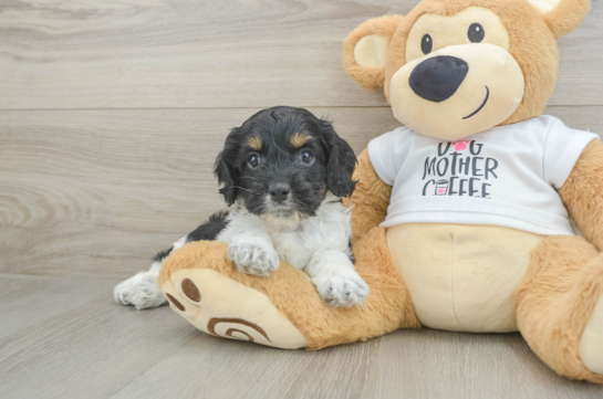 Best Cockapoo Baby