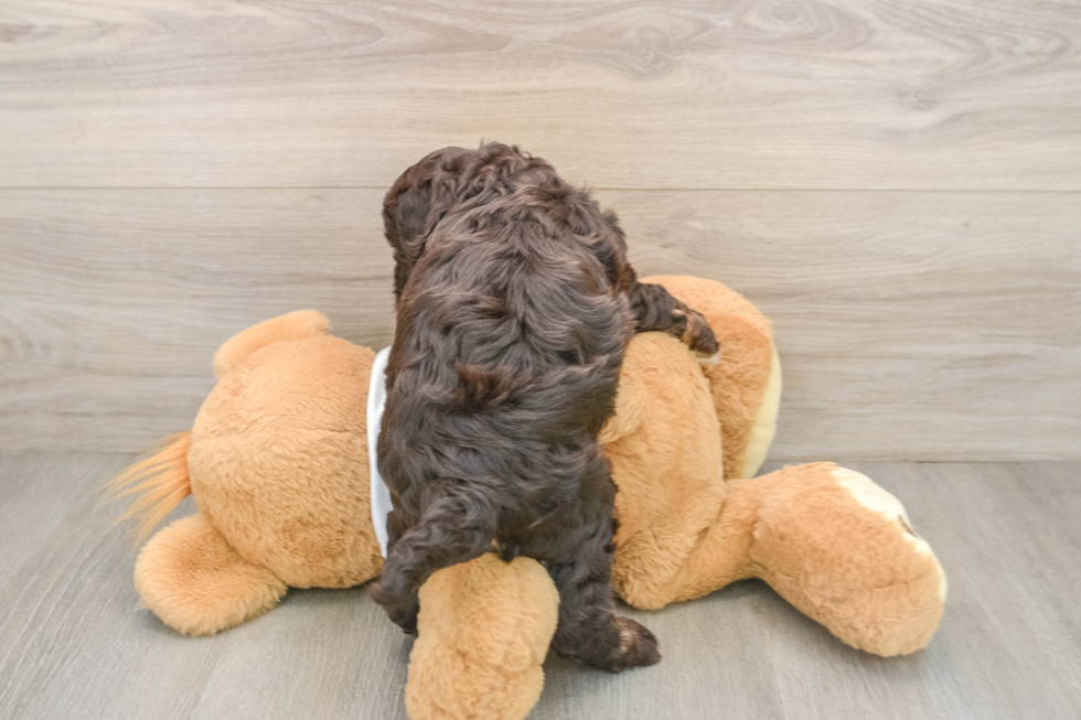 Playful Cocker Doodle Poodle Mix Puppy