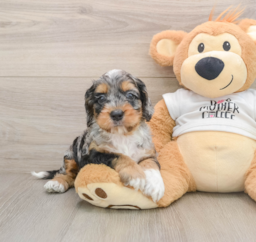 5 week old Cockapoo Puppy For Sale - Florida Fur Babies