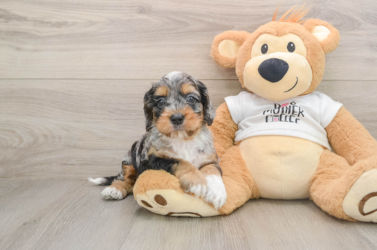 SHADOW, a Cockapoo littermate