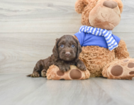 6 week old Cockapoo Puppy For Sale - Florida Fur Babies