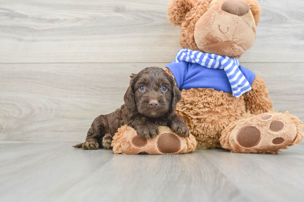 6 week old Cockapoo Puppy For Sale - Florida Fur Babies