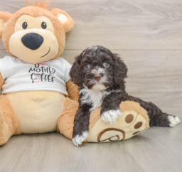 8 week old Cockapoo Puppy For Sale - Florida Fur Babies