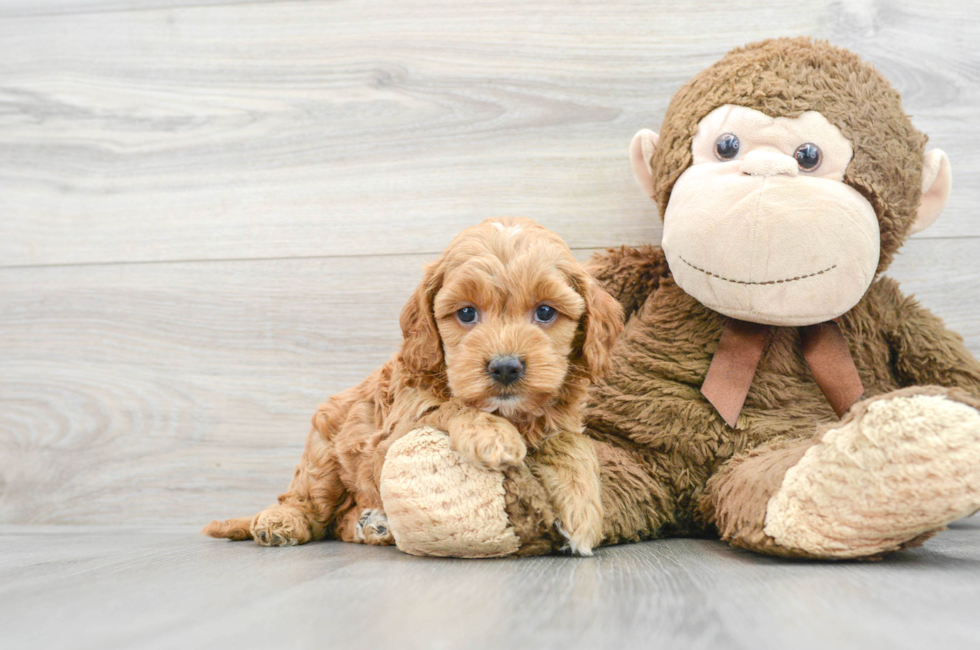 5 week old Cockapoo Puppy For Sale - Florida Fur Babies