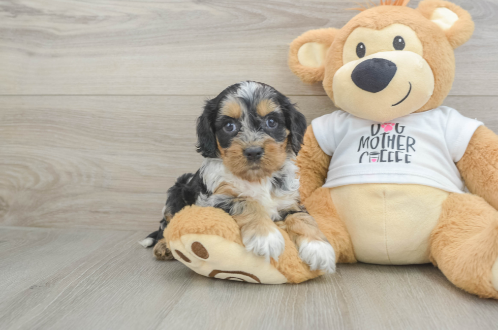 5 week old Cockapoo Puppy For Sale - Florida Fur Babies