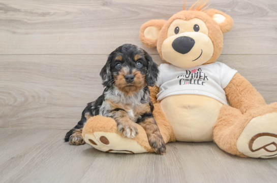 SPERRY, a Cockapoo littermate