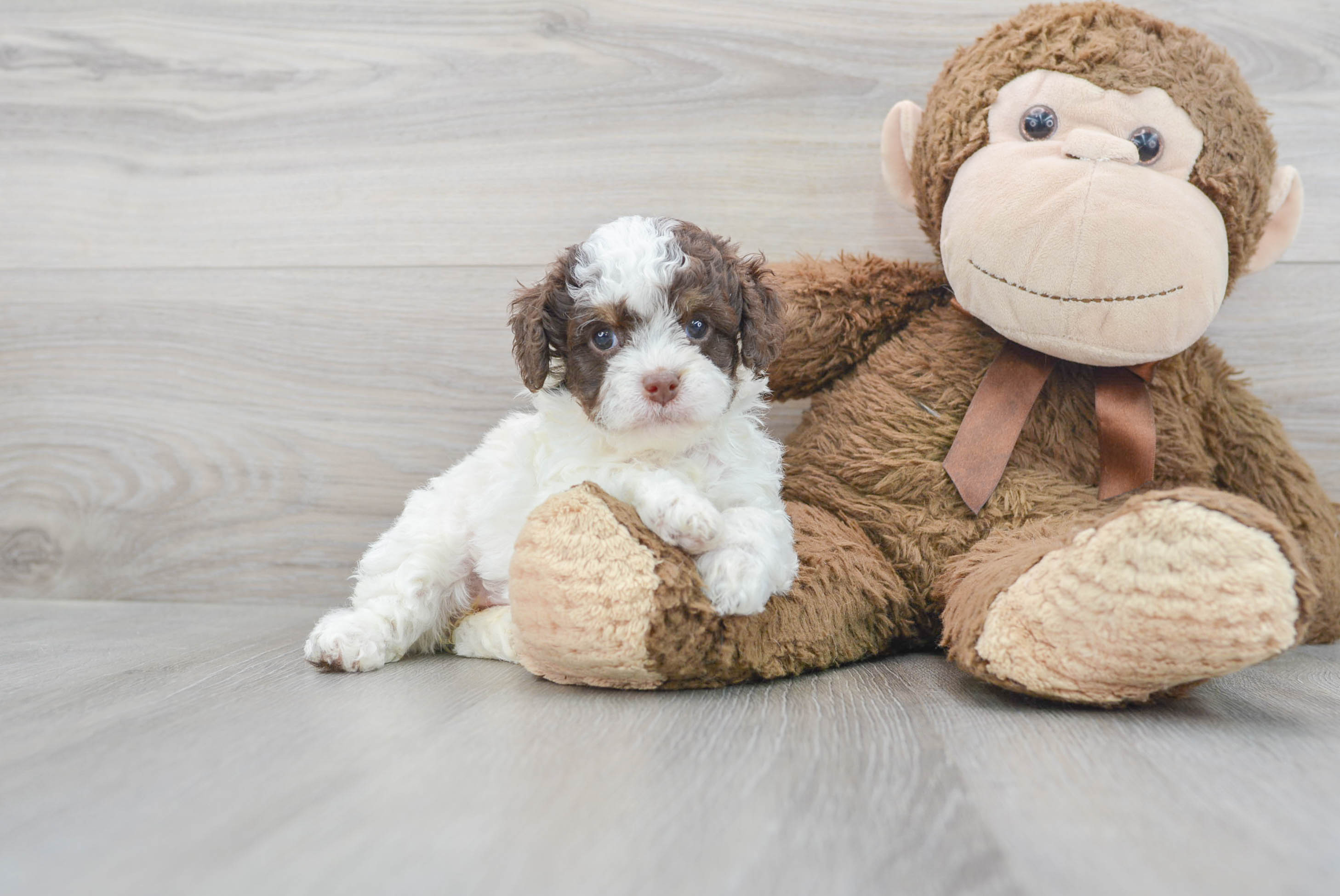 Webkinz cockapoo on sale