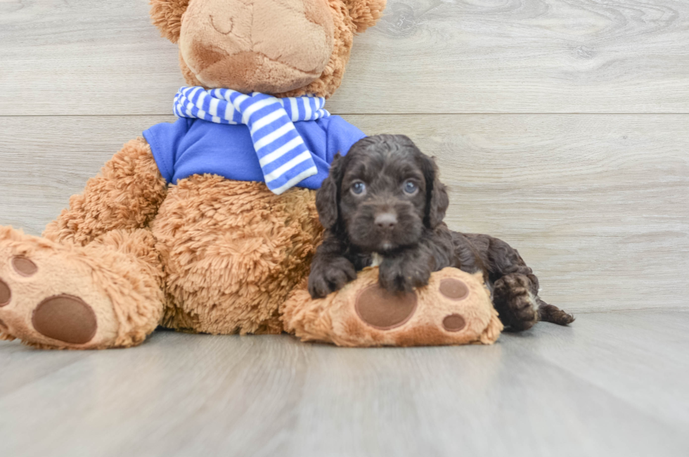 5 week old Cockapoo Puppy For Sale - Florida Fur Babies