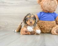 6 week old Cockapoo Puppy For Sale - Florida Fur Babies