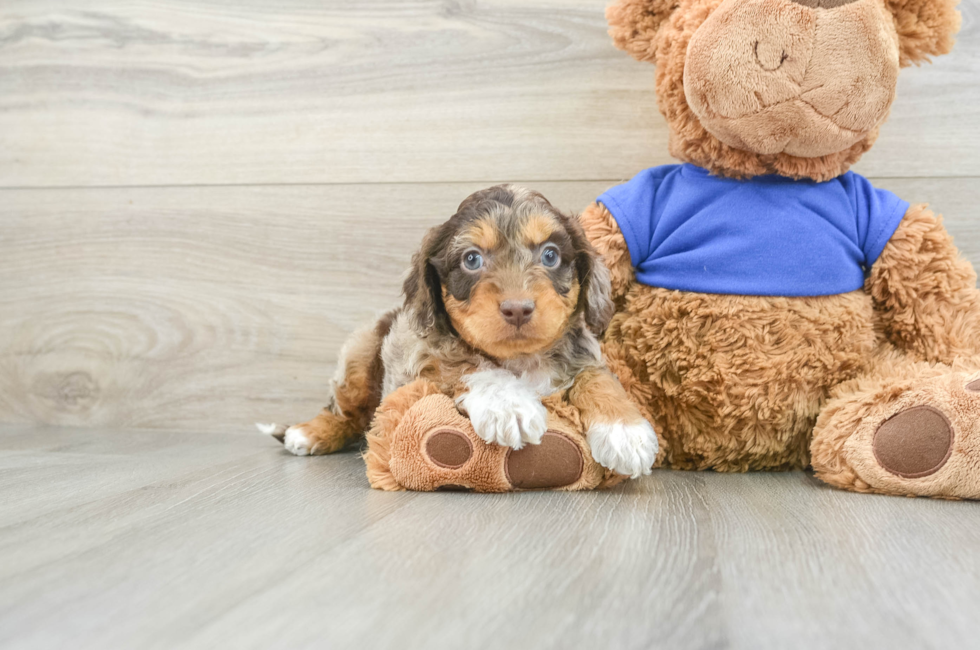 5 week old Cockapoo Puppy For Sale - Florida Fur Babies