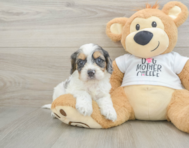 8 week old Cockapoo Puppy For Sale - Florida Fur Babies