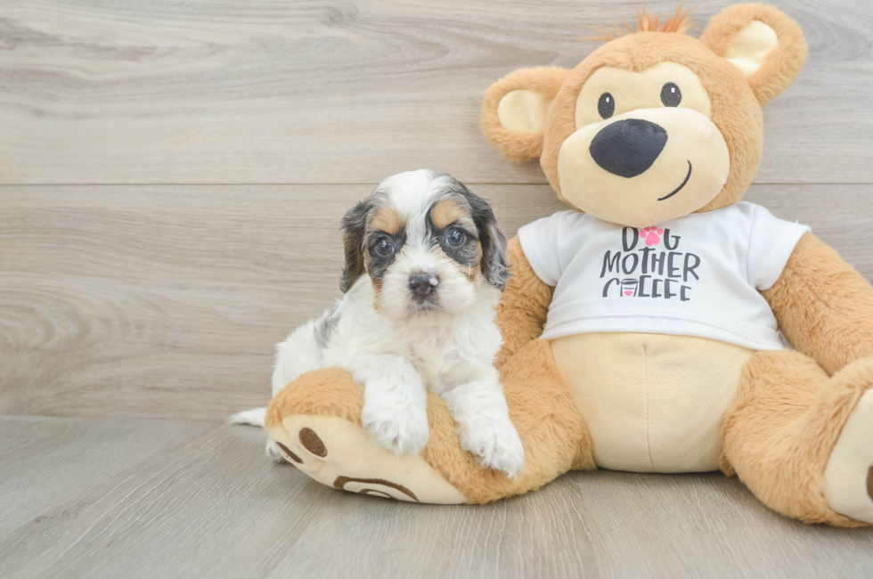 5 week old Cockapoo Puppy For Sale - Florida Fur Babies