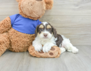 7 week old Cockapoo Puppy For Sale - Florida Fur Babies