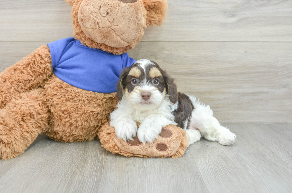 5 week old Cockapoo Puppy For Sale - Florida Fur Babies