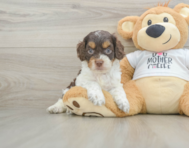 8 week old Cockapoo Puppy For Sale - Florida Fur Babies