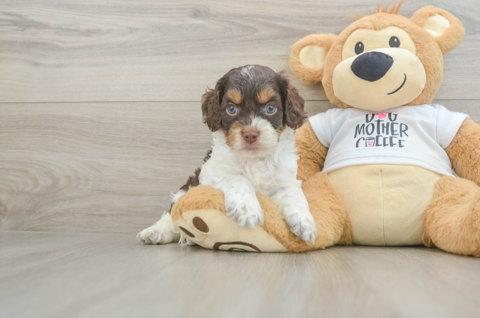 5 week old Cockapoo Puppy For Sale - Florida Fur Babies
