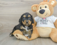8 week old Cockapoo Puppy For Sale - Florida Fur Babies