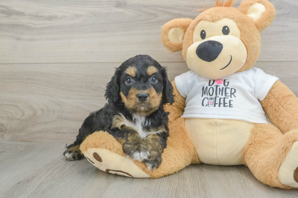 5 week old Cockapoo Puppy For Sale - Florida Fur Babies