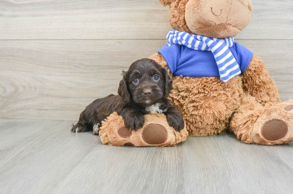 5 week old Cockapoo Puppy For Sale - Florida Fur Babies