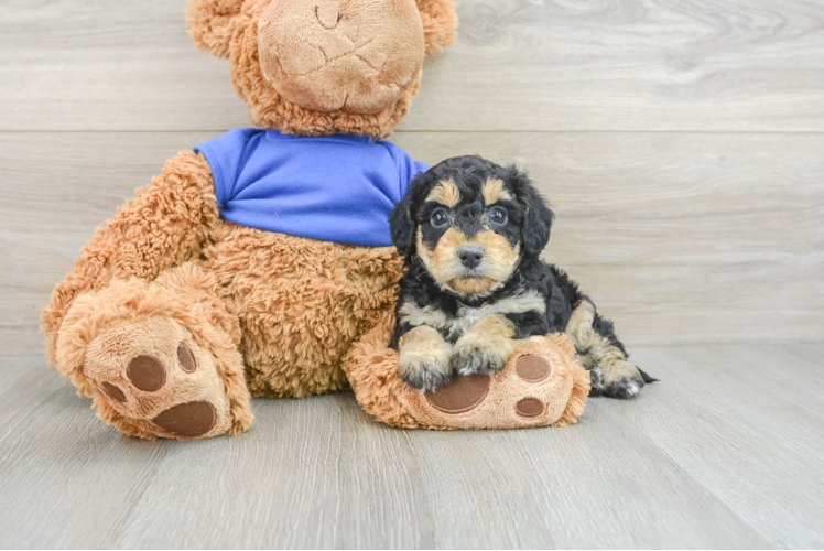 Best Cockapoo Baby