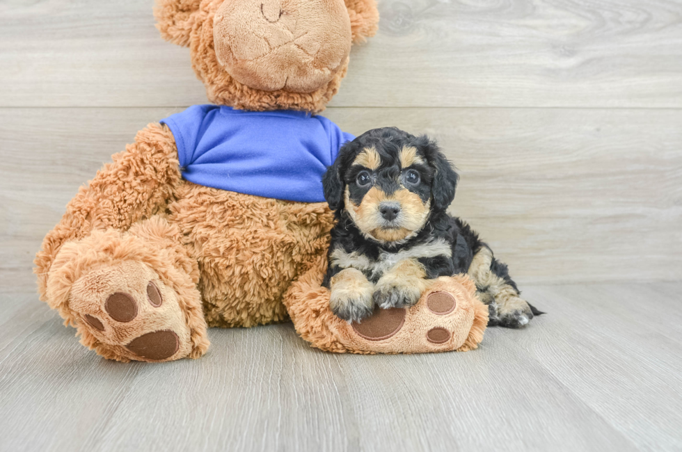 5 week old Cockapoo Puppy For Sale - Florida Fur Babies