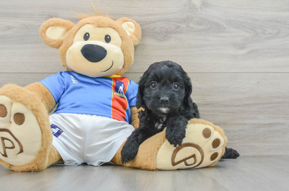 6 week old Cockapoo Puppy For Sale - Florida Fur Babies