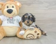 10 week old Cockapoo Puppy For Sale - Florida Fur Babies