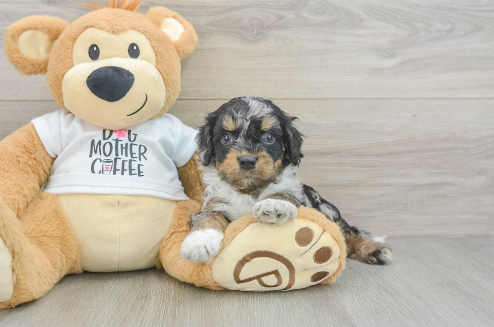 5 week old Cockapoo Puppy For Sale - Florida Fur Babies