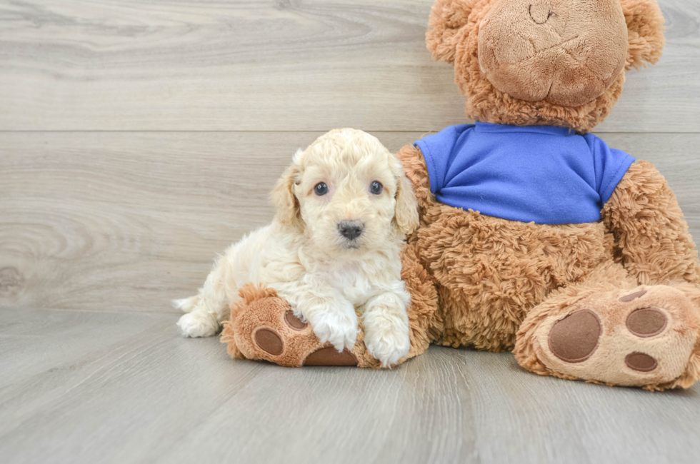 5 week old Cockapoo Puppy For Sale - Florida Fur Babies