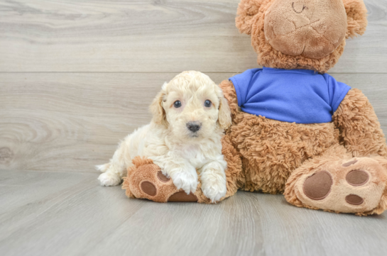 Happy Cockapoo Baby